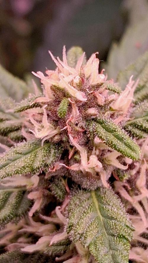 Banana Purple Punch Auto RF3 Fastbuds. Week 6