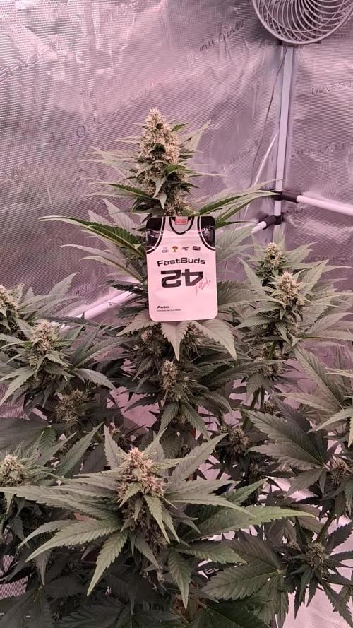 Banana Purple Punch Auto RF3 Fastbuds