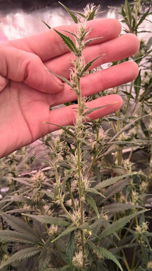 Auto | Dr. Zaius OG from V-Buds