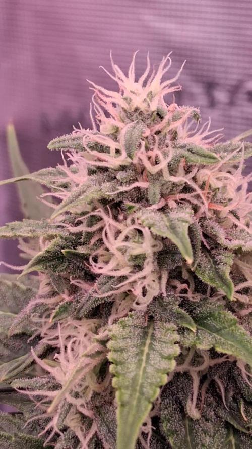 GMO Auto Barneys Farm