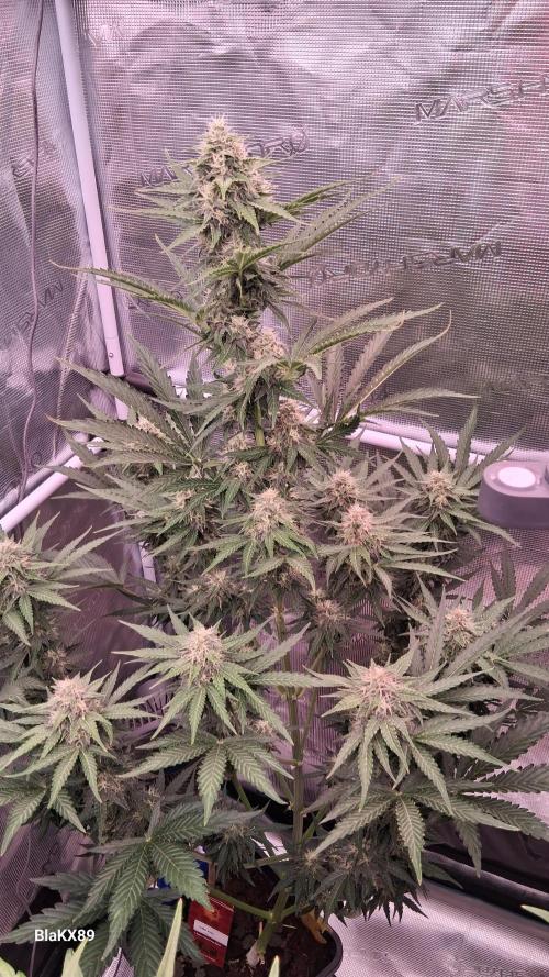 GMO Auto Barneys Farm. Week 7