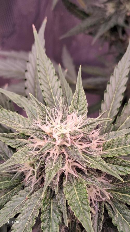 GMO Auto Barneys Farm. Week 7