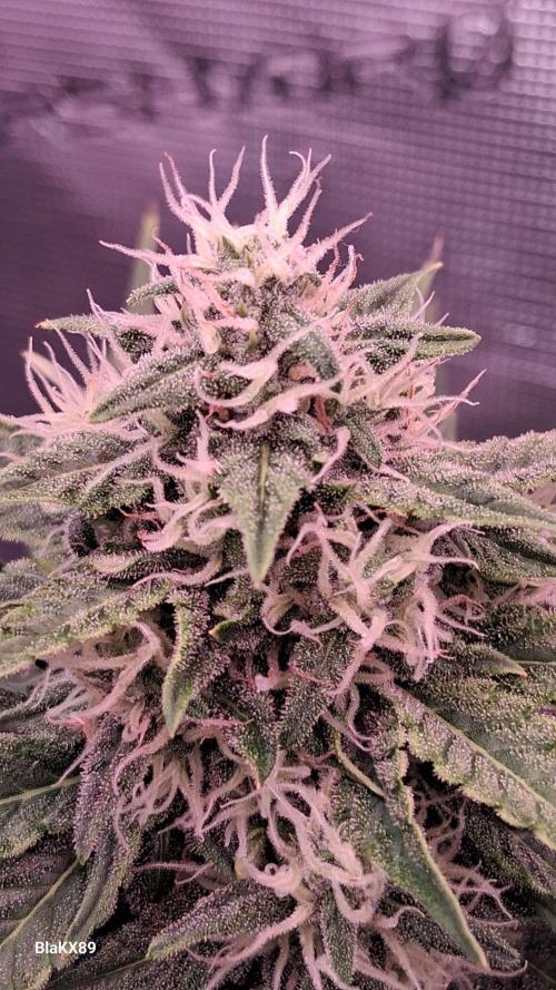 GMO Auto Barneys Farm. Week 7