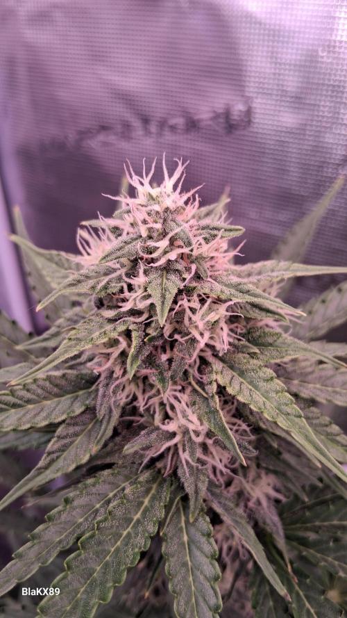 GMO Auto Barneys Farm. Week 7