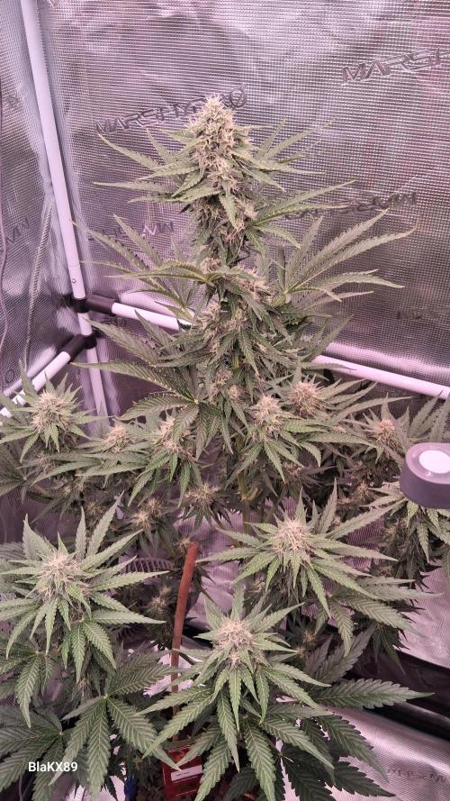 GMO Auto Barneys Farm. Week 7