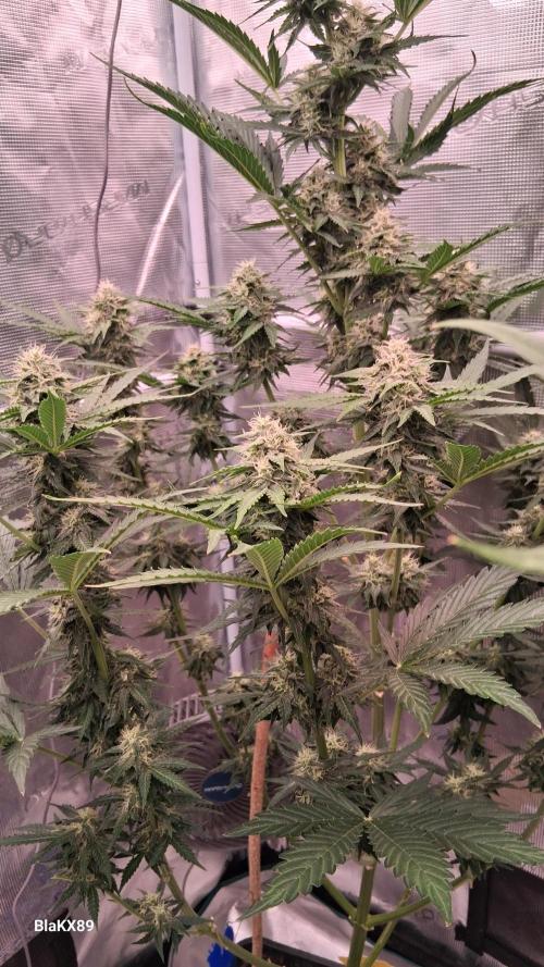 GMO Auto Barneys Farm. Week 7