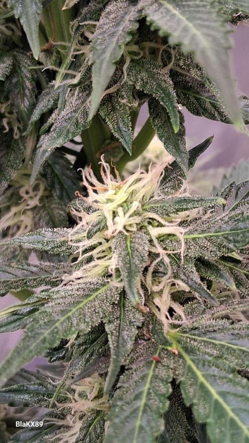 GMO Auto Barneys Farm. Week 7