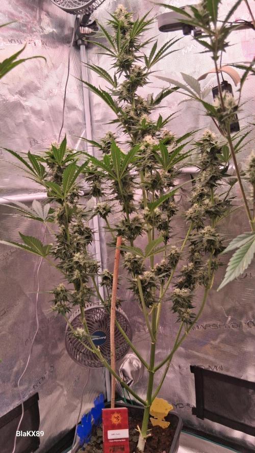 GMO Auto Barneys Farm. Week 7