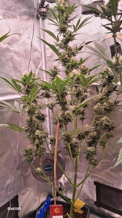 GMO Auto Barneys Farm. Week 7