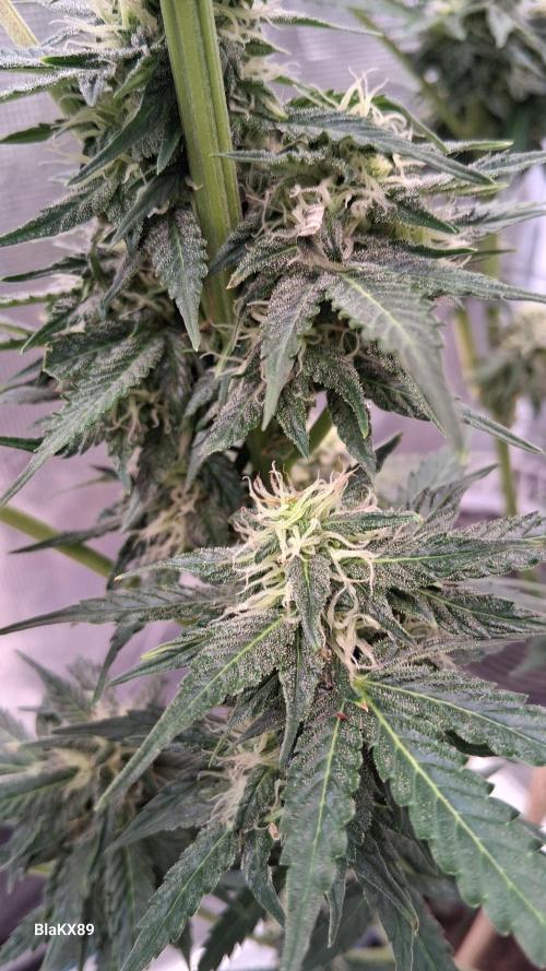 GMO Auto Barneys Farm. Week 7