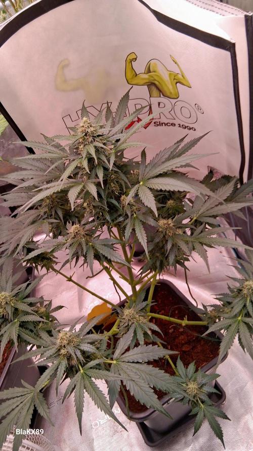 Super Strains Do-Si-Dos Auto & Hy-Pro. Week 7