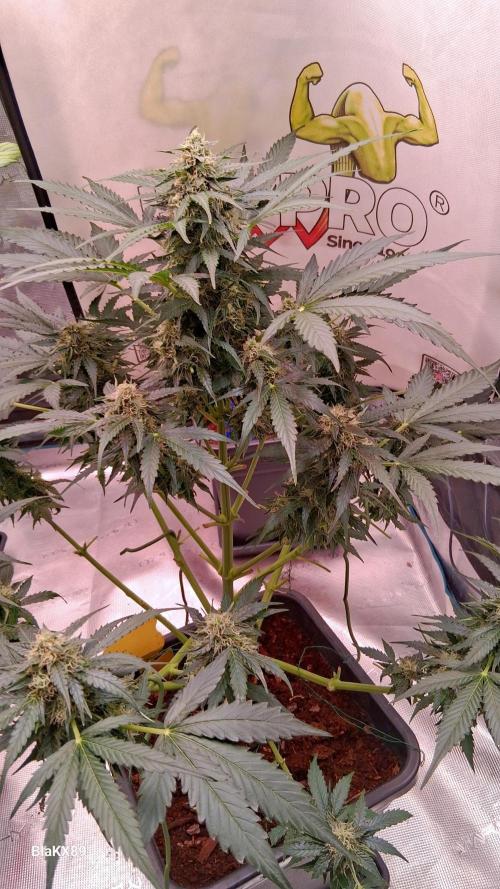 Super Strains Do-Si-Dos Auto & Hy-Pro. Week 7