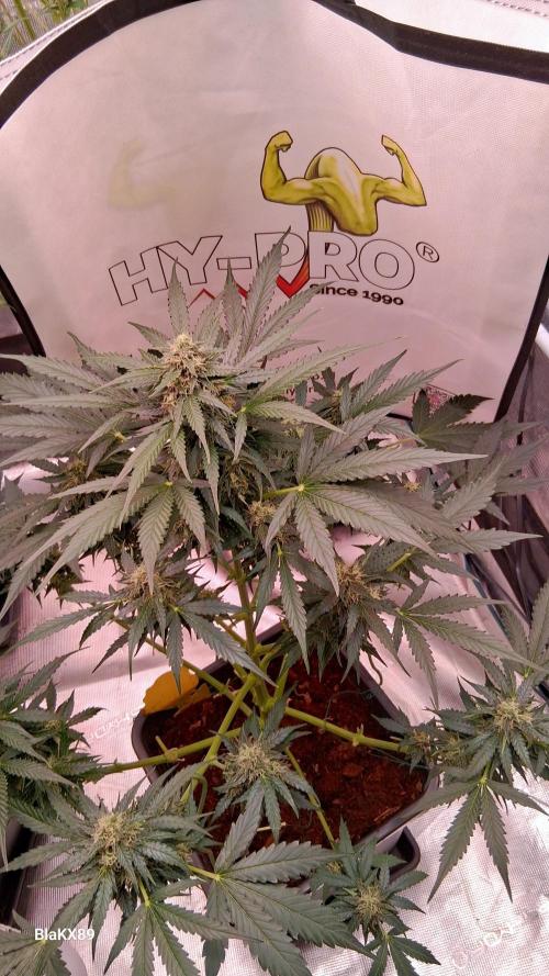 Super Strains Do-Si-Dos Auto & Hy-Pro. Week 7