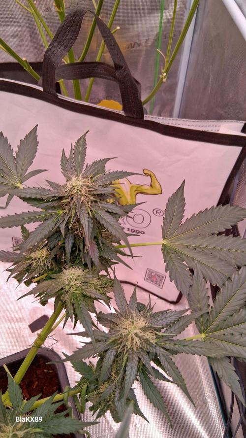 Super Strains Do-Si-Dos Auto & Hy-Pro. Week 7