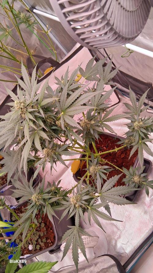 Super Strains Do-Si-Dos Auto & Hy-Pro. Week 7