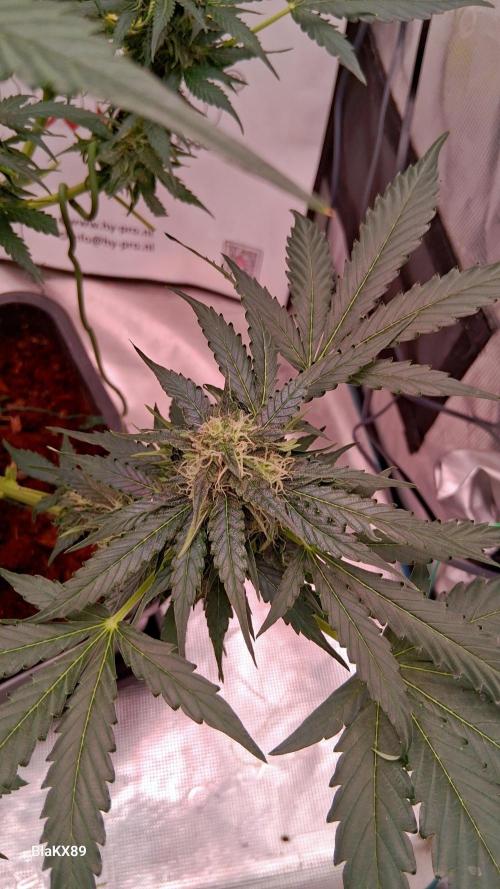 Super Strains Do-Si-Dos Auto & Hy-Pro. Week 7