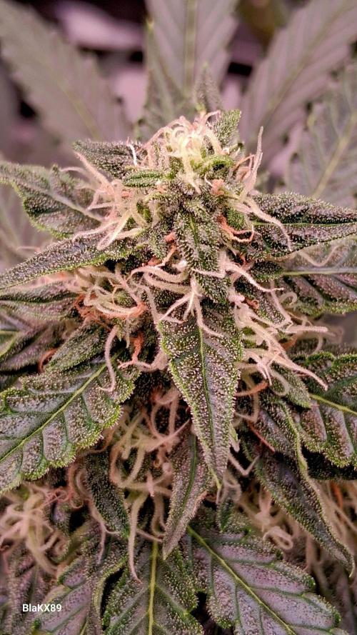 Super Strains Do-Si-Dos Auto & Hy-Pro. Week 7