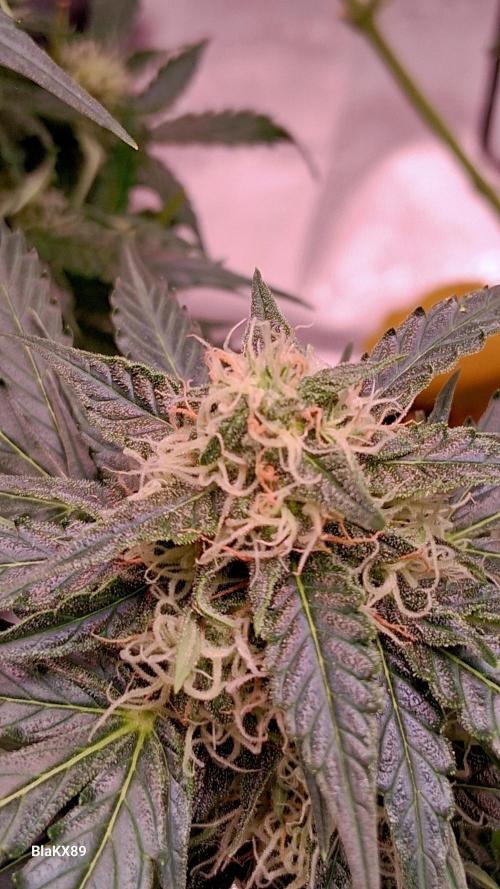 Super Strains Do-Si-Dos Auto & Hy-Pro. Week 7