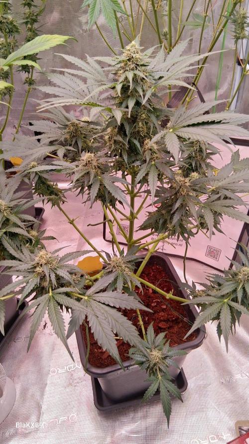 Super Strains Do-Si-Dos Auto & Hy-Pro. Week 7