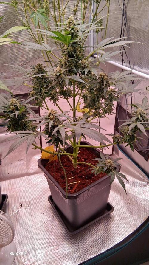 Super Strains Do-Si-Dos Auto & Hy-Pro. Week 7