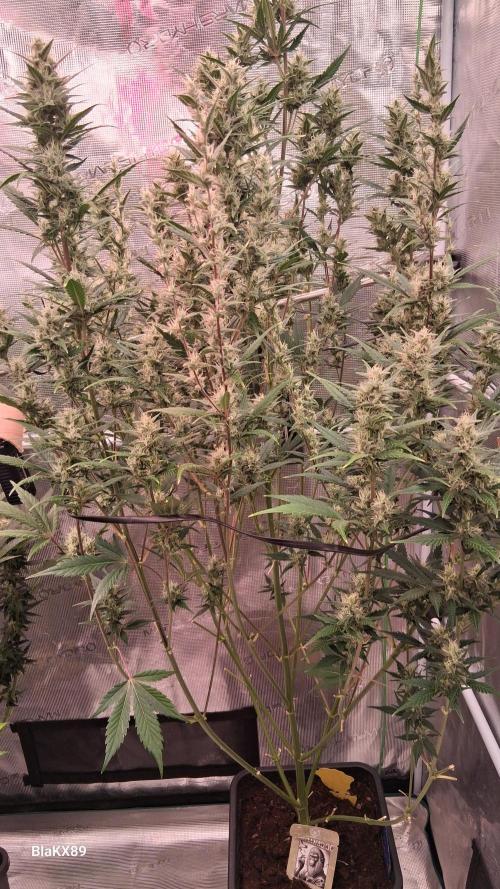 Auto | Dr. Zaius OG from V-Buds. Week 7