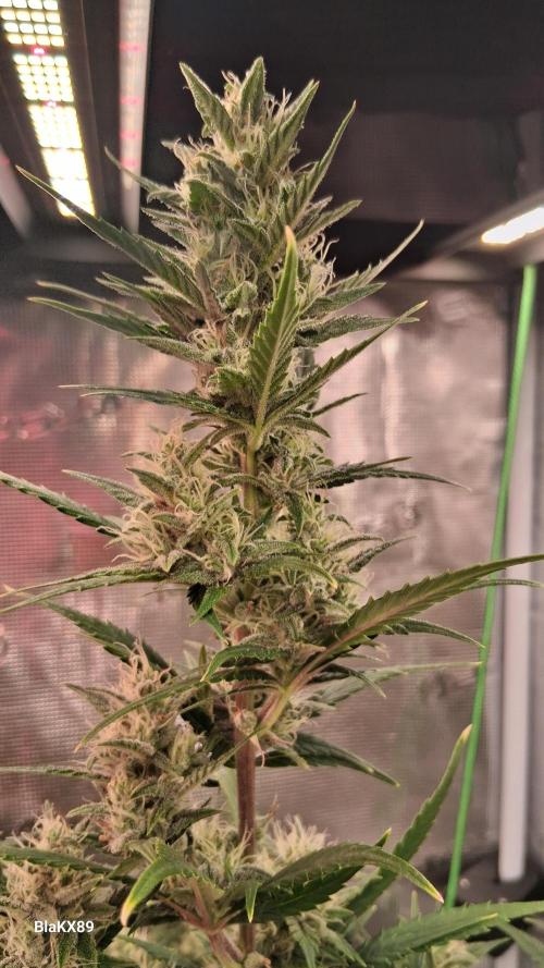 Auto | Dr. Zaius OG from V-Buds. Week 7
