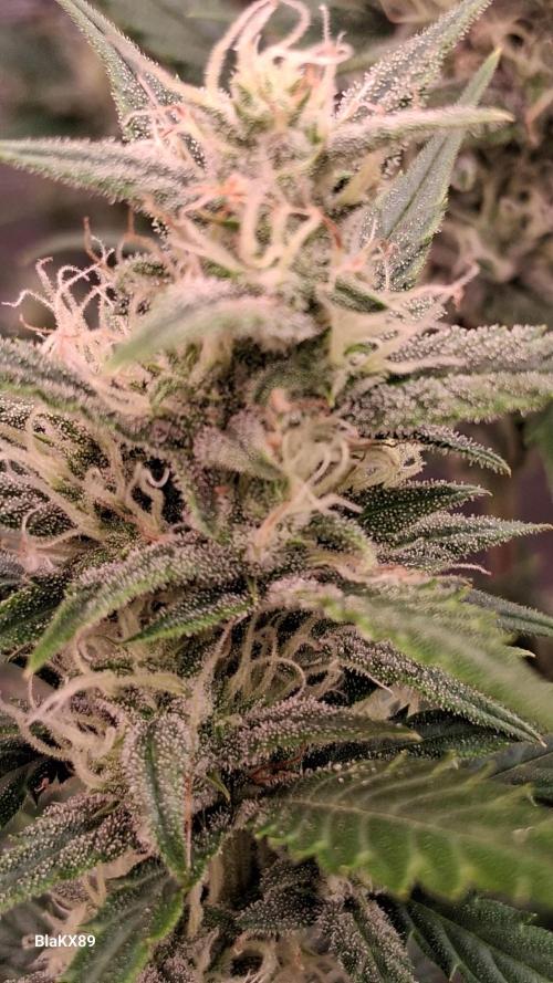 Auto | Dr. Zaius OG from V-Buds. Week 7