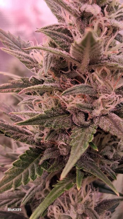 Auto | Dr. Zaius OG from V-Buds. Week 7