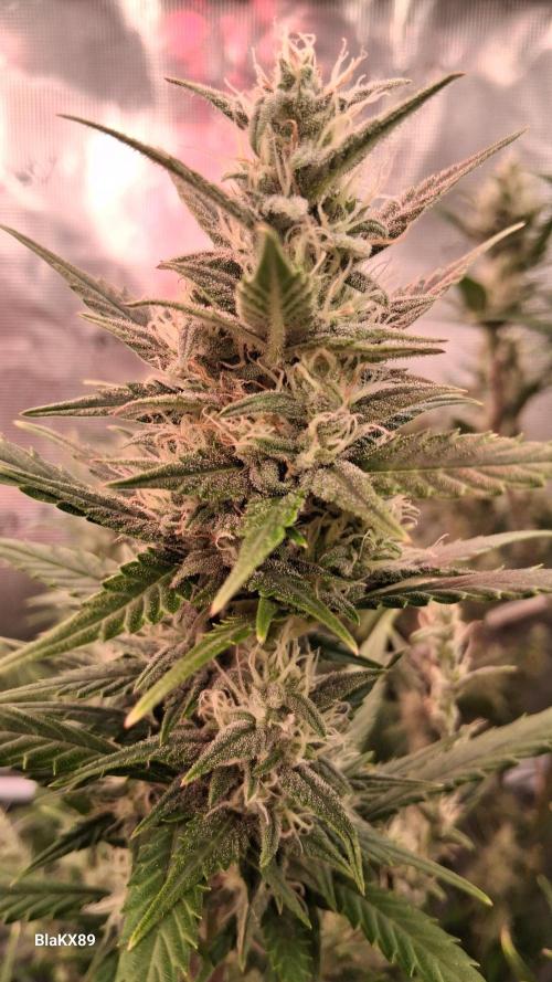 Auto | Dr. Zaius OG from V-Buds. Week 7
