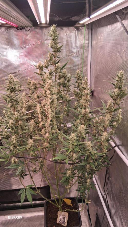 Auto | Dr. Zaius OG from V-Buds. Week 7