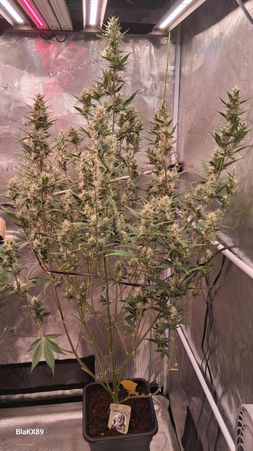 Auto | Dr. Zaius OG from V-Buds. Week 7