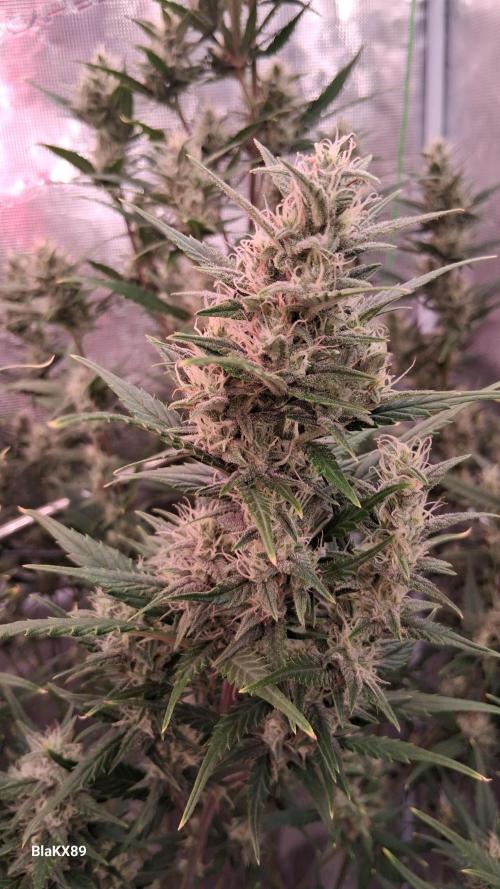 Auto | Dr. Zaius OG from V-Buds. Week 7