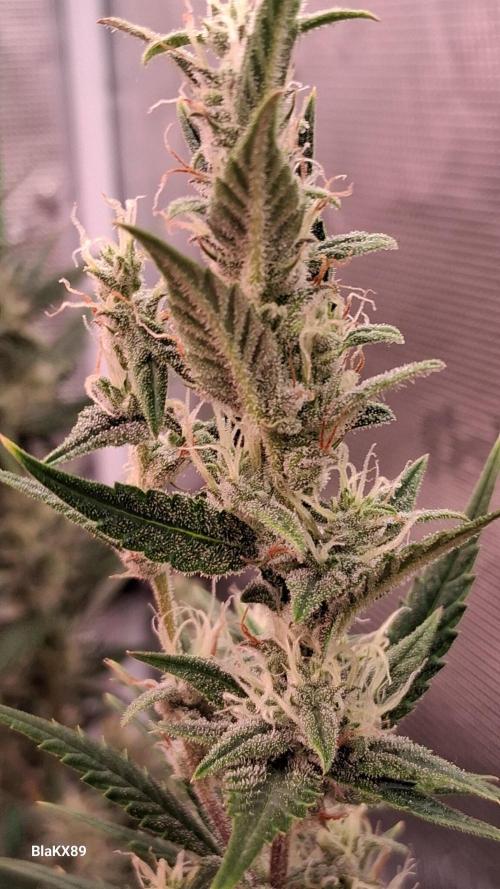 Auto | Dr. Zaius OG from V-Buds. Week 7