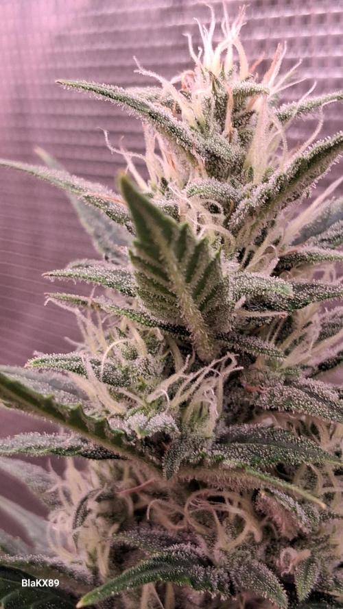 Auto | Dr. Zaius OG from V-Buds. Week 7