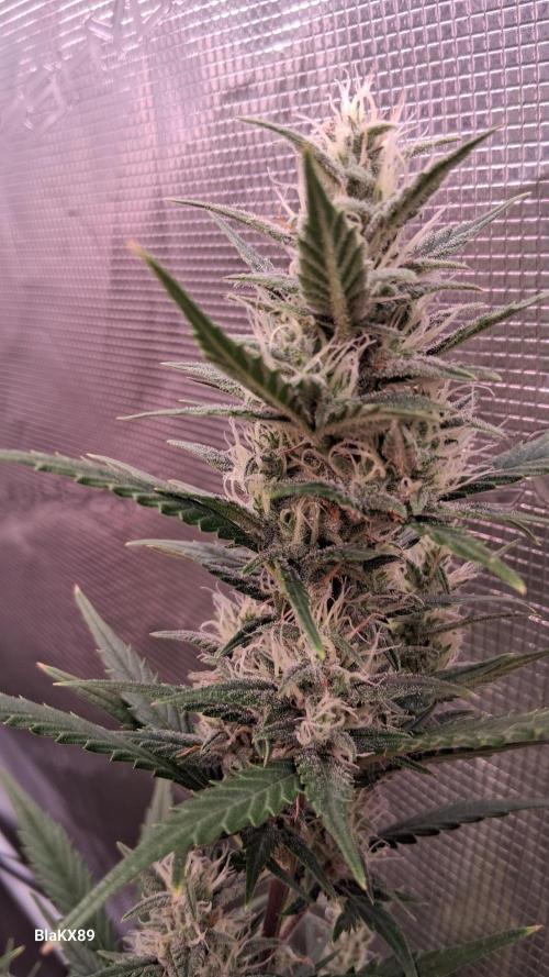 Auto | Dr. Zaius OG from V-Buds. Week 7