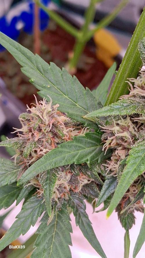 Banana Purple Punch Auto RF3 Fastbuds. Week 7