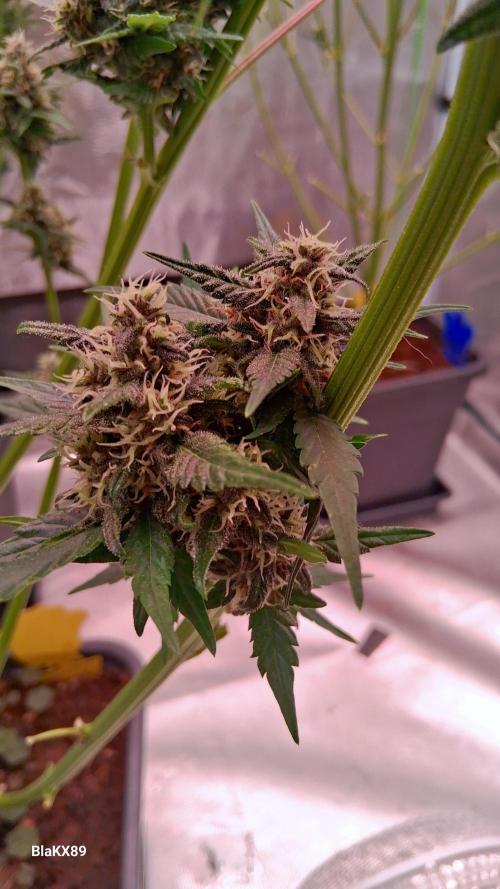 Banana Purple Punch Auto RF3 Fastbuds. Week 7