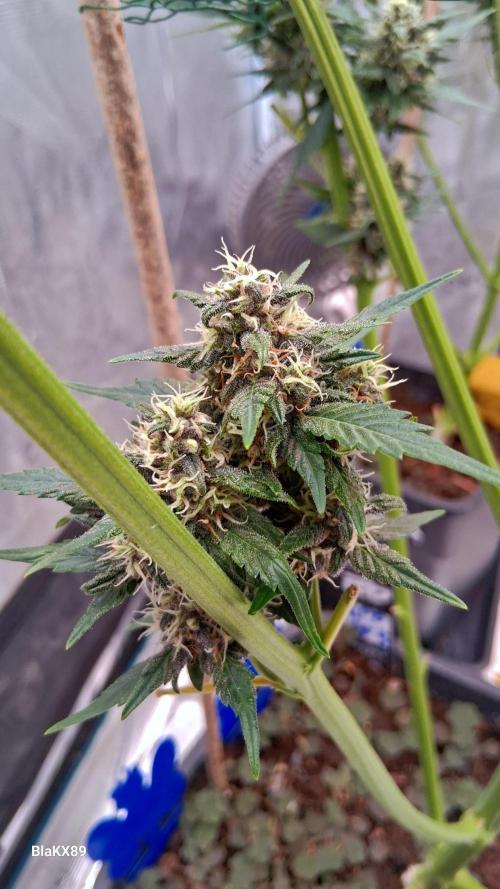 Banana Purple Punch Auto RF3 Fastbuds. Week 7