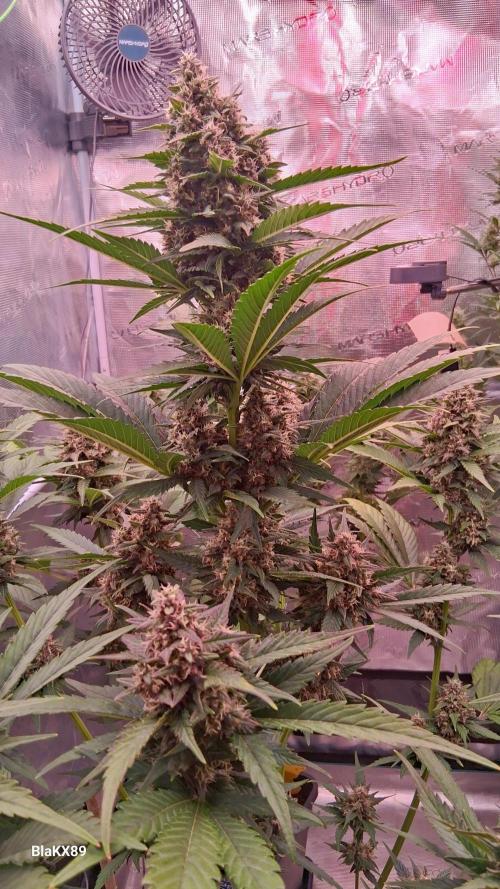 Banana Purple Punch Auto RF3 Fastbuds. Week 7