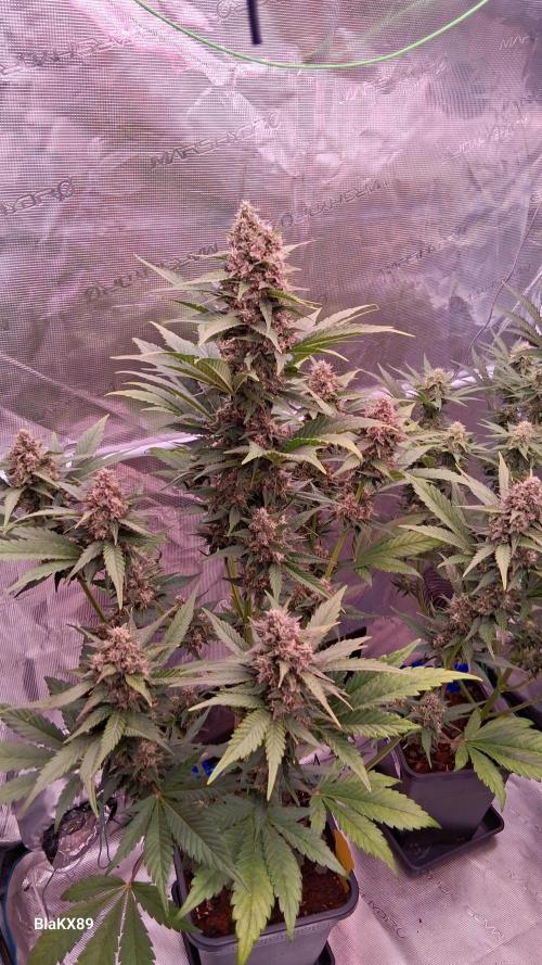 Banana Purple Punch Auto RF3 Fastbuds. Week 7