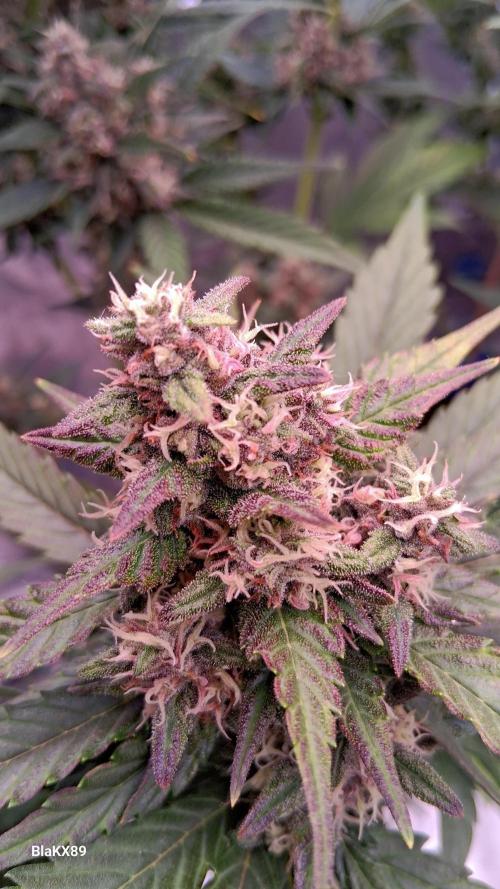 Banana Purple Punch Auto RF3 Fastbuds. Week 7
