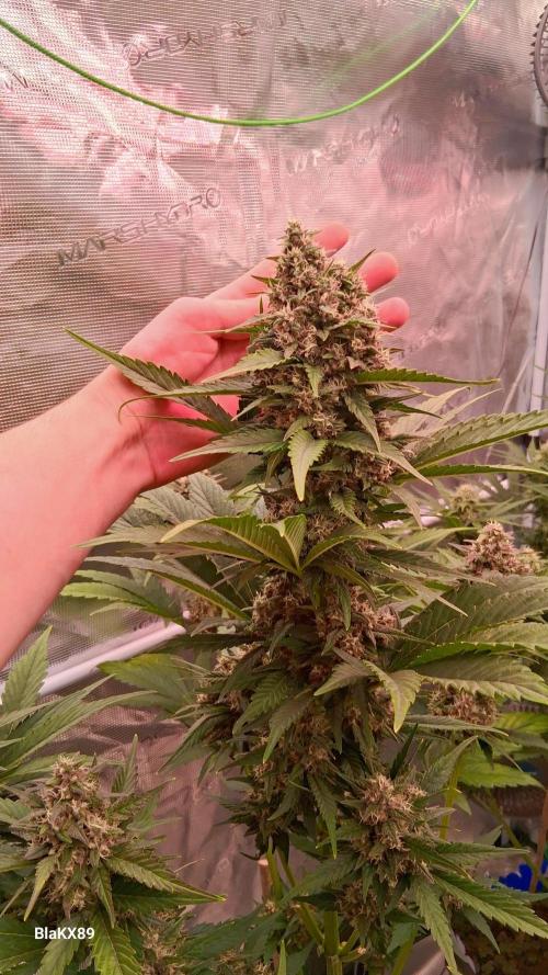 Banana Purple Punch Auto RF3 Fastbuds. Week 7