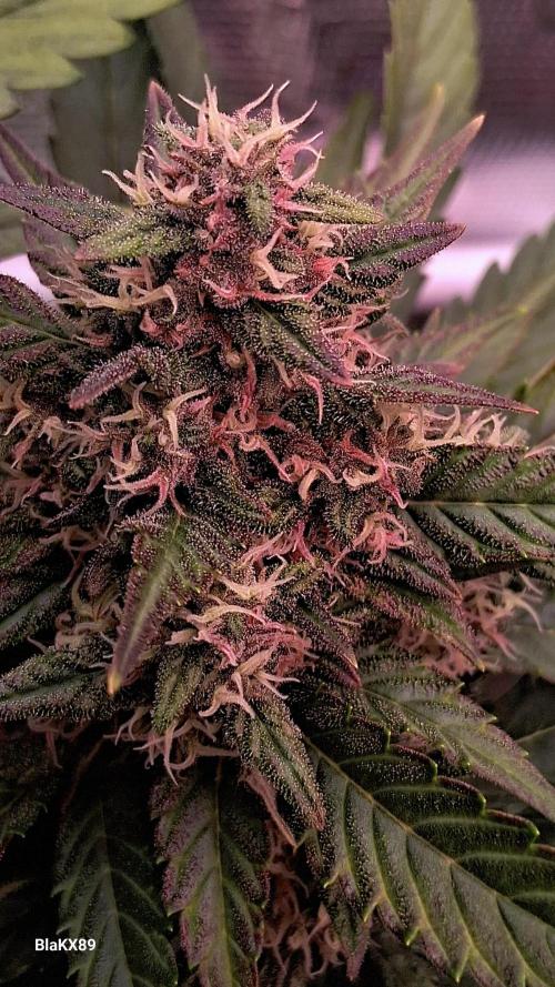 Banana Purple Punch Auto RF3 Fastbuds. Week 7