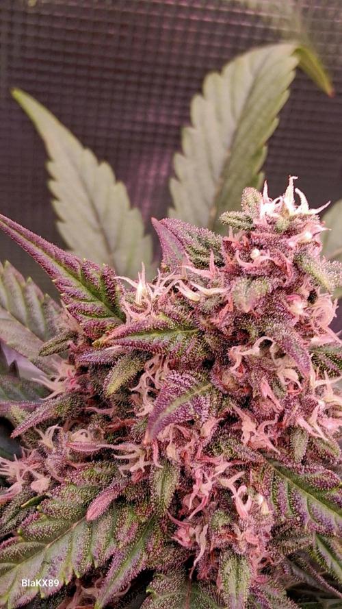 Banana Purple Punch Auto RF3 Fastbuds. Week 7