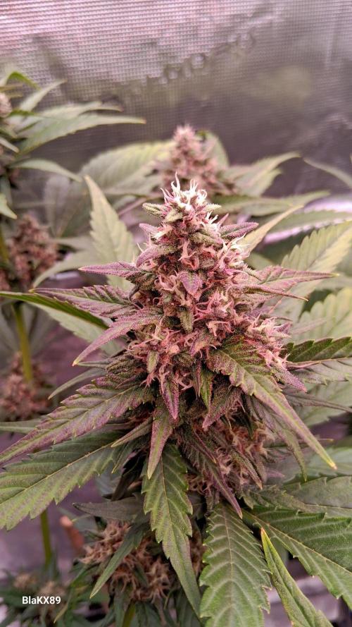 Banana Purple Punch Auto RF3 Fastbuds. Week 7
