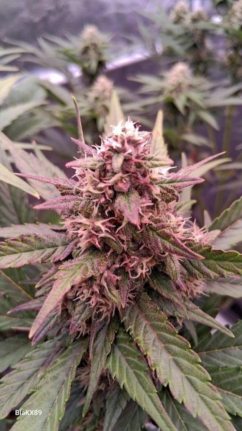 Banana Purple Punch Auto RF3 Fastbuds. Week 7