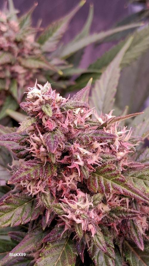 Banana Purple Punch Auto RF3 Fastbuds. Week 7