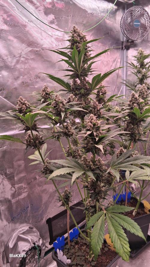 Banana Purple Punch Auto RF3 Fastbuds. Week 7