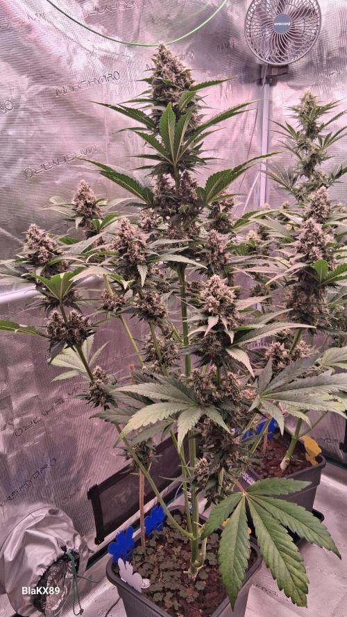 Banana Purple Punch Auto RF3 Fastbuds. Week 7