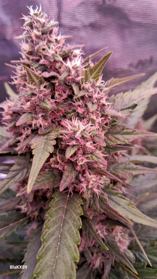 Banana Purple Punch Auto RF3 Fastbuds. Week 7